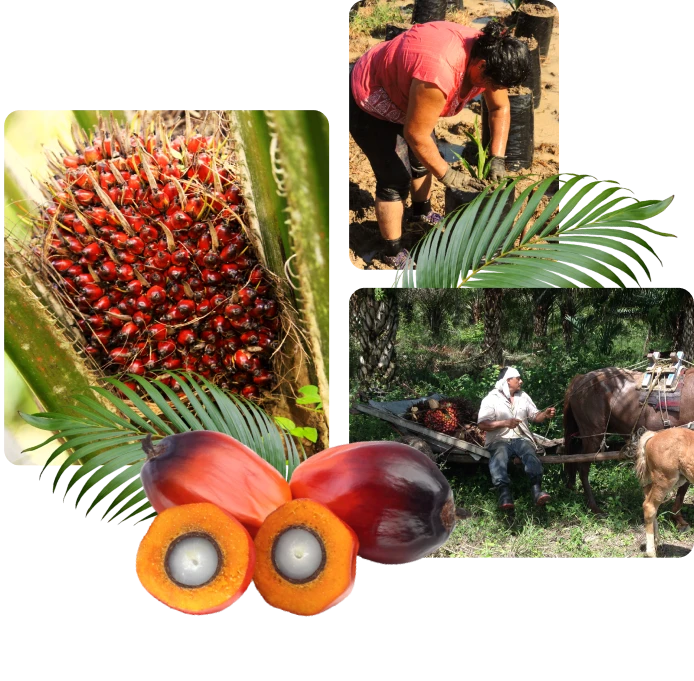 Fotos de palma de aceite, fauna y trabajadores