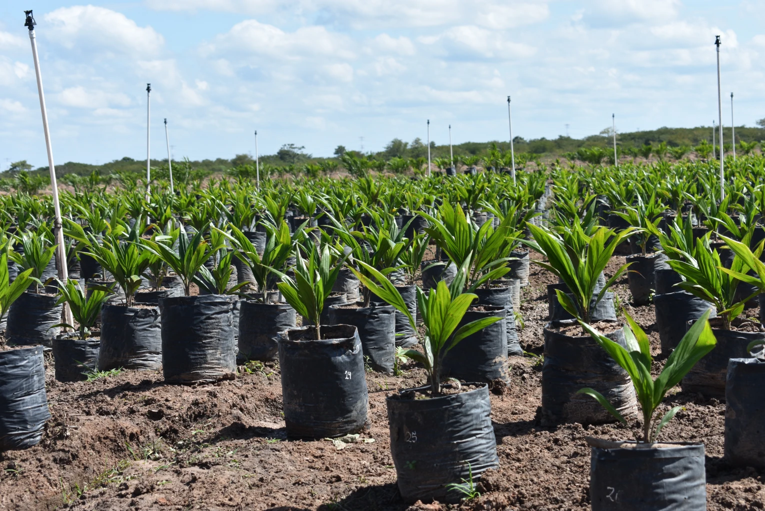 Plantación UUMBAL