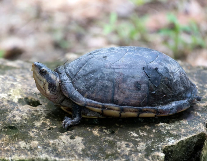 Tortuga endémica tomando el sol